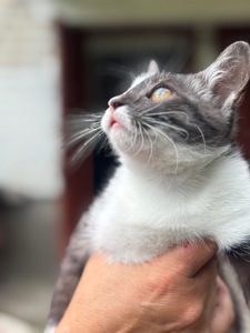 Красиве кошеня 3 місяці дівчинка
