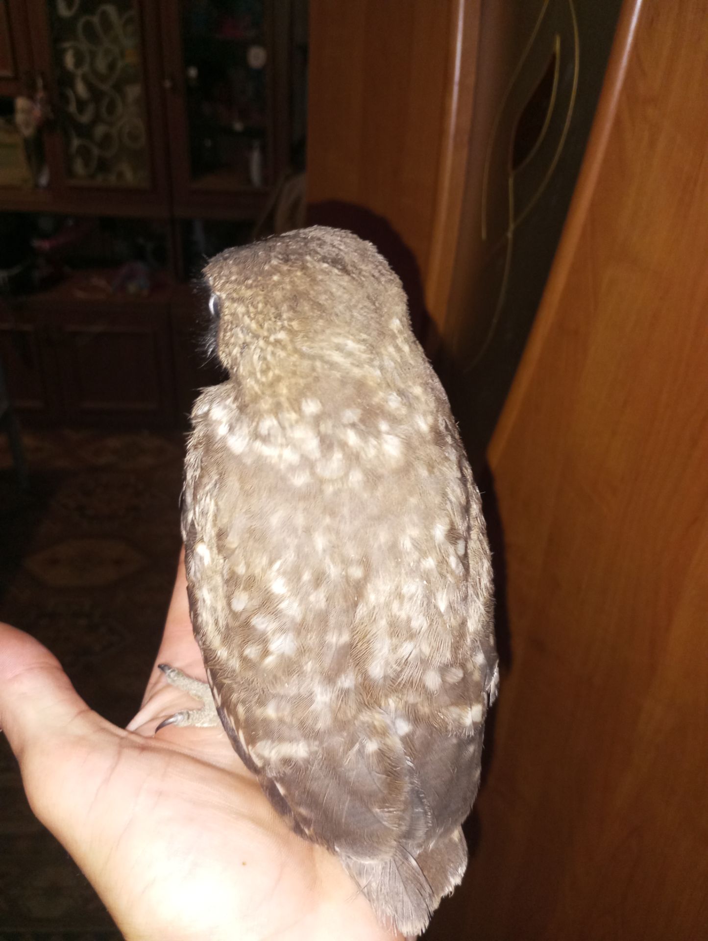 Домовой сыч