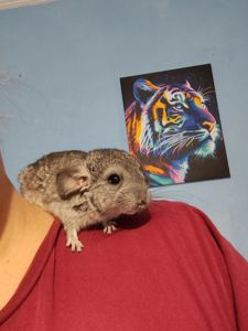 Шиншила