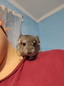 Шиншила