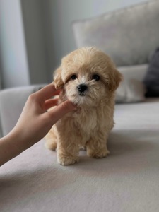 Baby face мальчик мальтипу f1 мини Киев