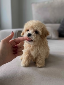 Baby face мальчик мальтипу f1 мини Киев