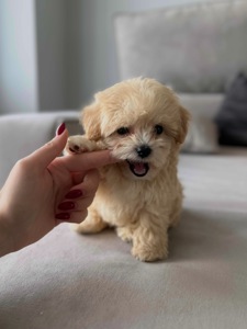 Baby face мальчик мальтипу f1 мини Киев