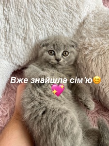 Шотландські кошенята. Пухнасті клубочки щастя. Готові до переїзду