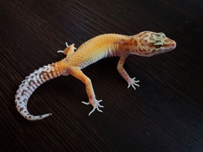 Еублефар самець морфний