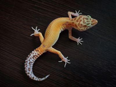 Еублефар самець морфний