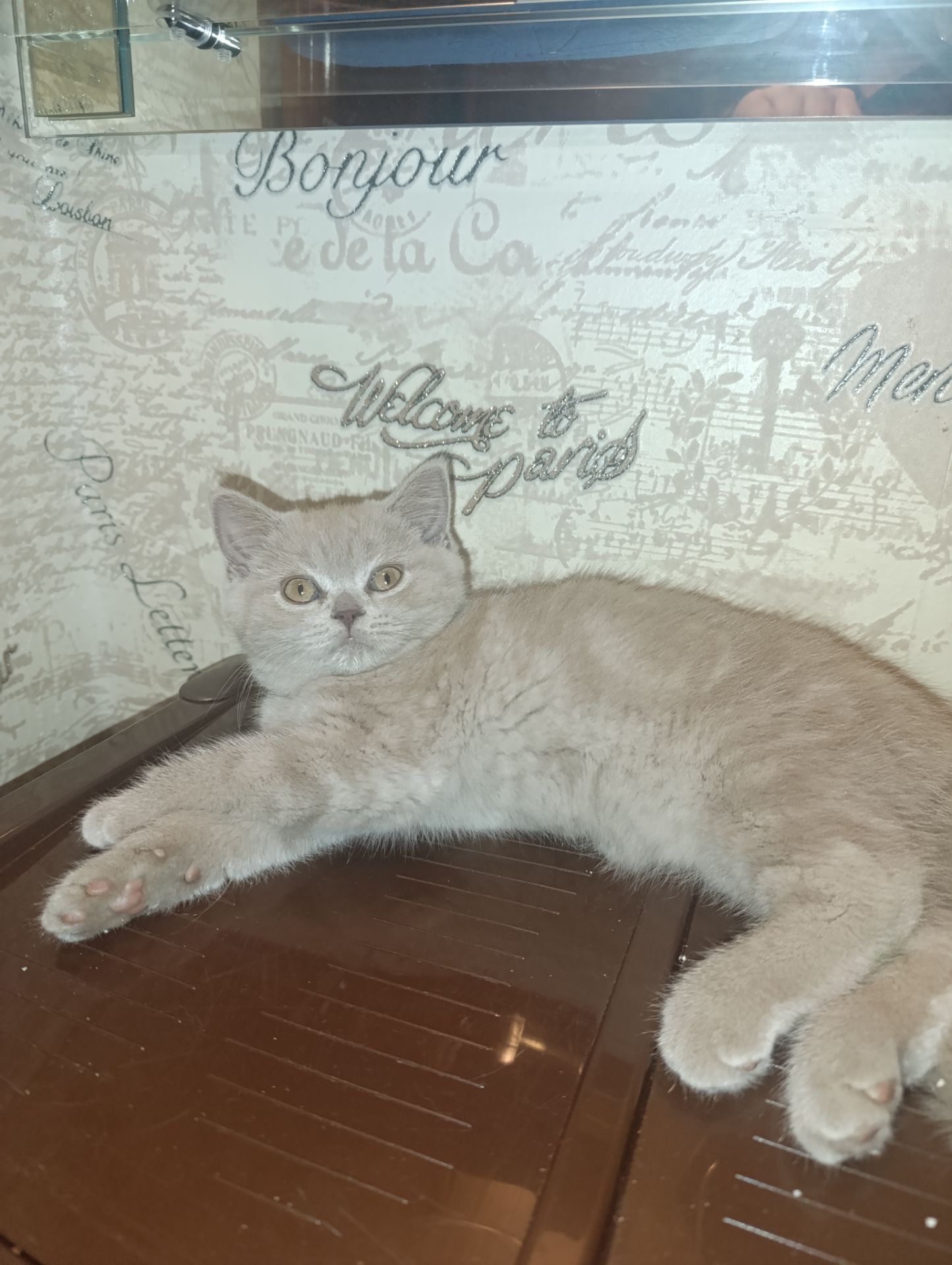 Шотландське кошеня