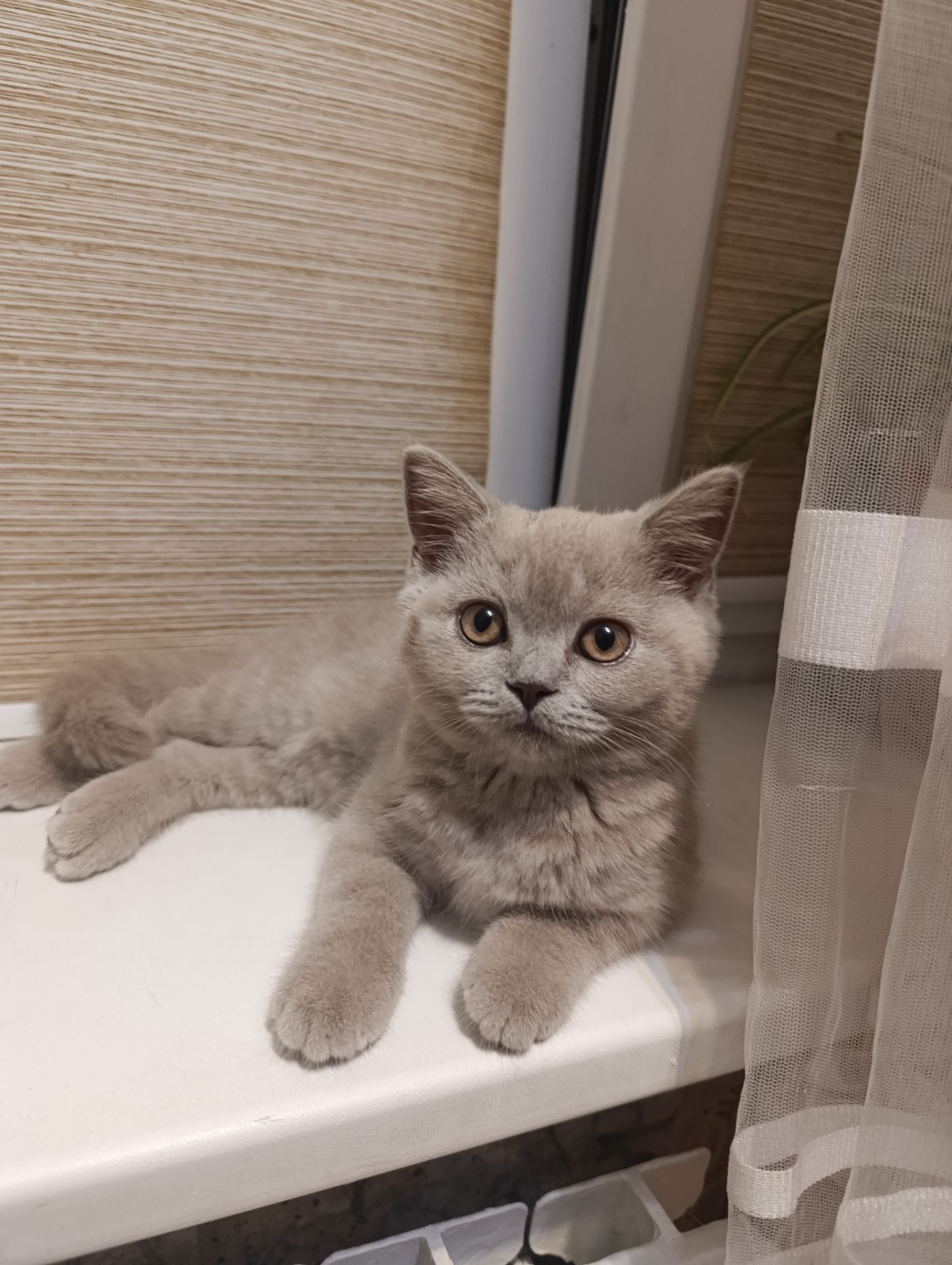 Шотландське кошеня