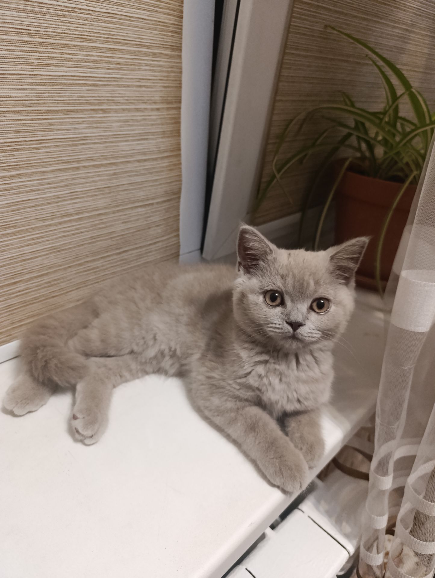 Шотландське кошеня