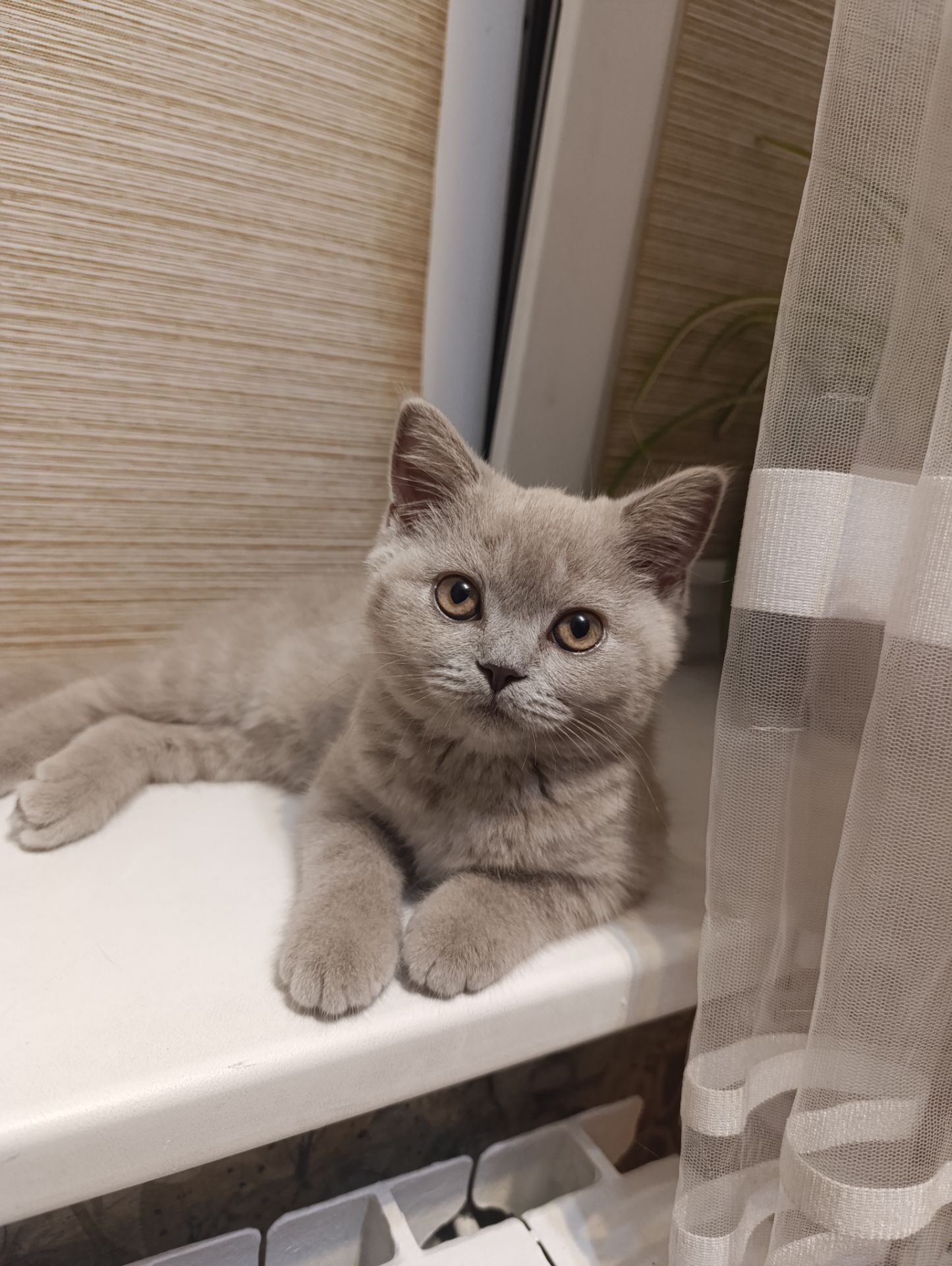 Шотландське кошеня