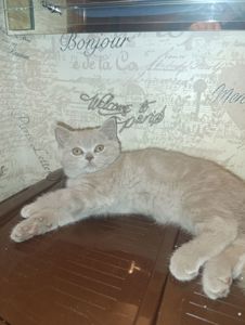 Шотландське кошеня