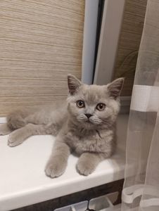 Шотландське кошеня