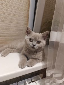 Шотландське кошеня