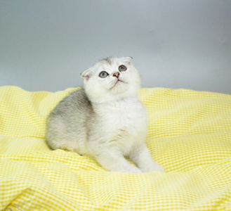 Кошеня шотландське з родословною