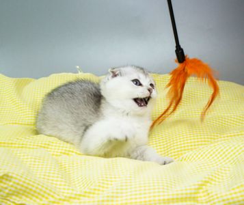 Кошеня шотландське з родословною