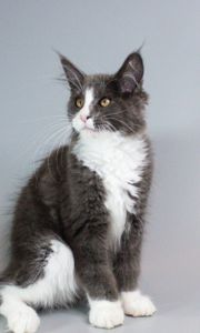 Котик мейн-кун з родословною