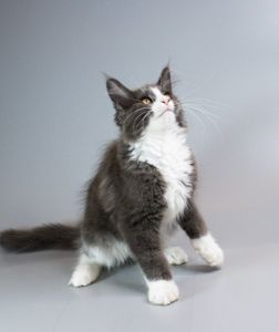 Котик мейн-кун з родословною