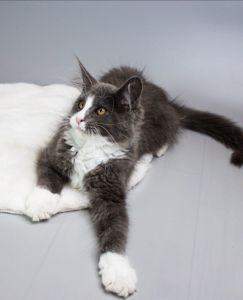 Котик мейн-кун з родословною