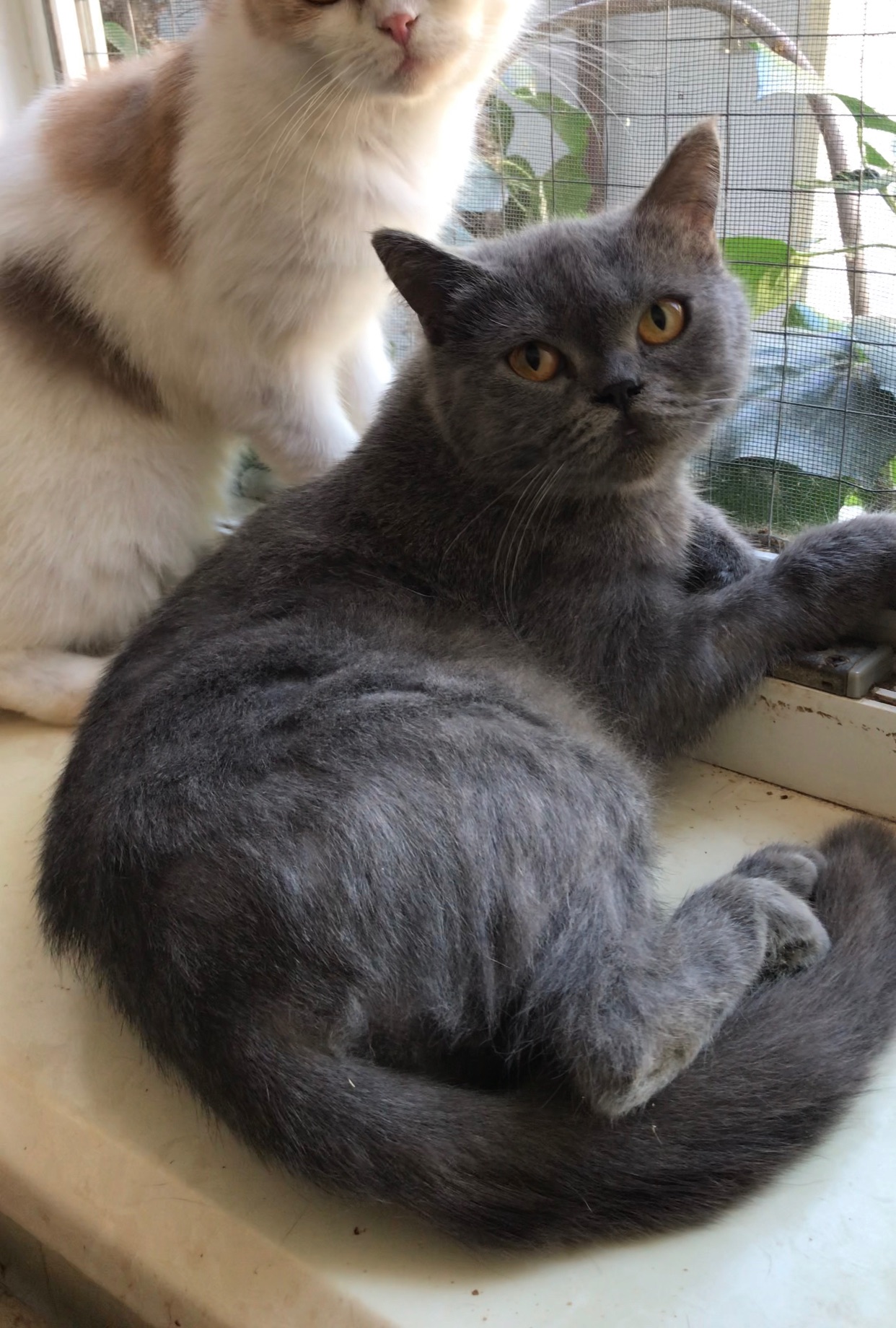 Британские кошки.