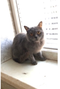 Британские кошки.