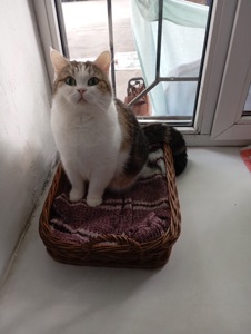 Британские кошки.