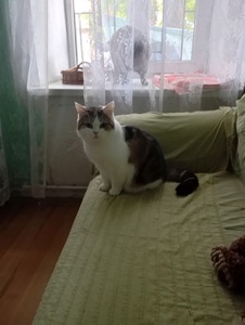 Британские кошки.