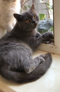 Британские кошки.