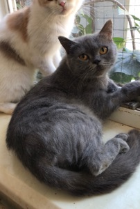 Британские кошки.