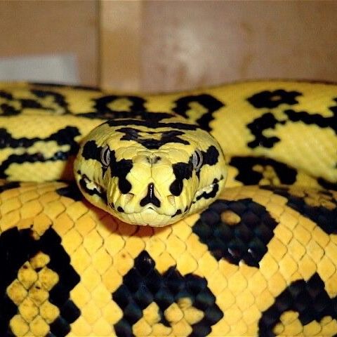 Ковровий пітон, незвичайний пітон, домашня змія