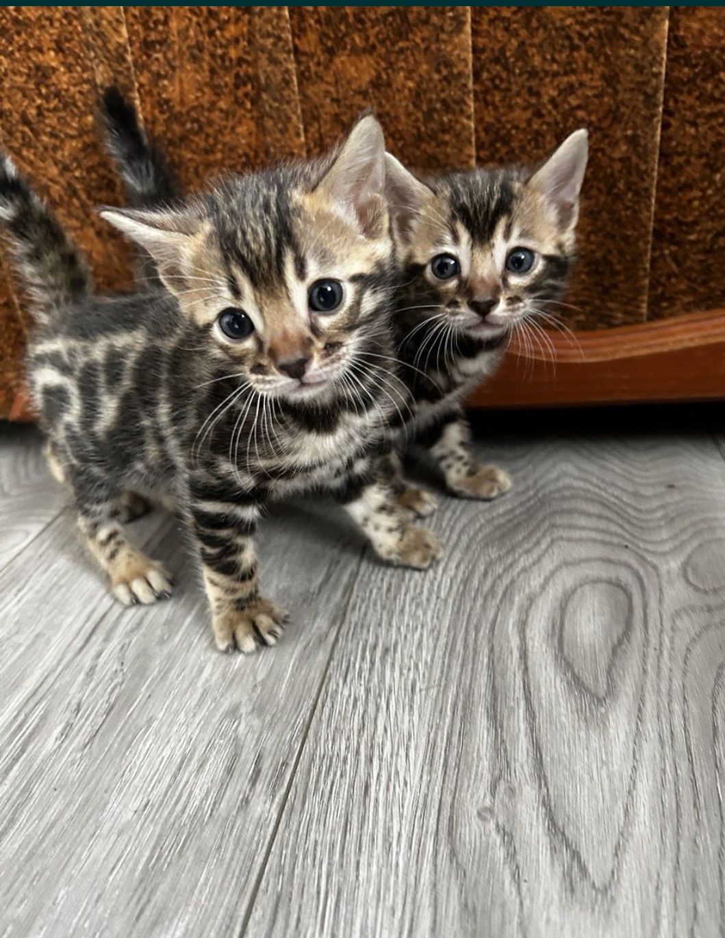 Бенгальські кошенята