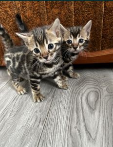 Бенгальські кошенята