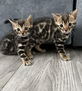Бенгальські кошенята