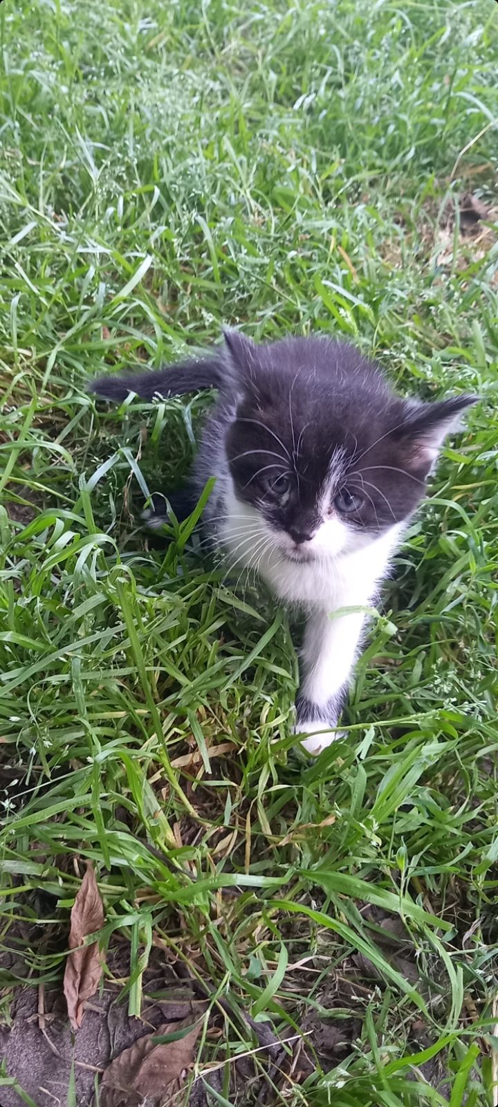 Кошенята
