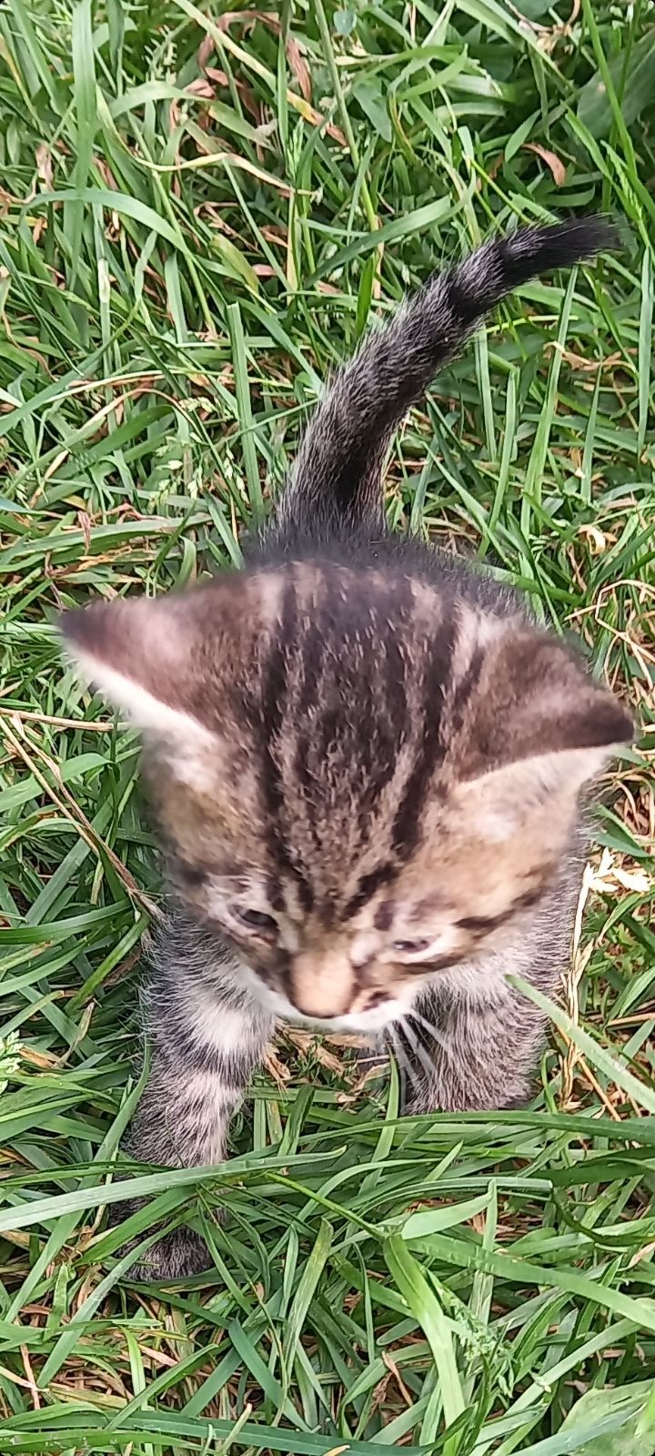 Кошенята