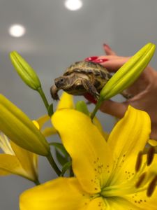 Середньоазіатська черепашка
