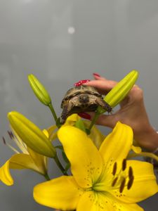 Середньоазіатська черепашка