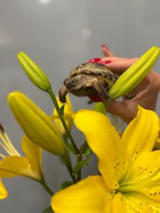 Середньоазіатська черепашка