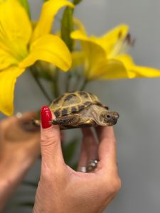 Середньоазіатська черепашка