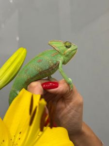 Унікальний єменський хамелеон
