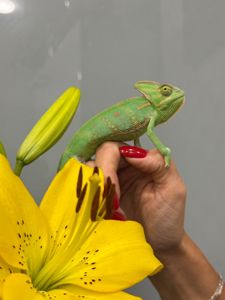 Унікальний єменський хамелеон