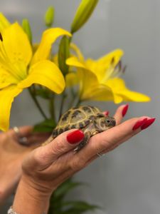 Середньоазіатська черепашка