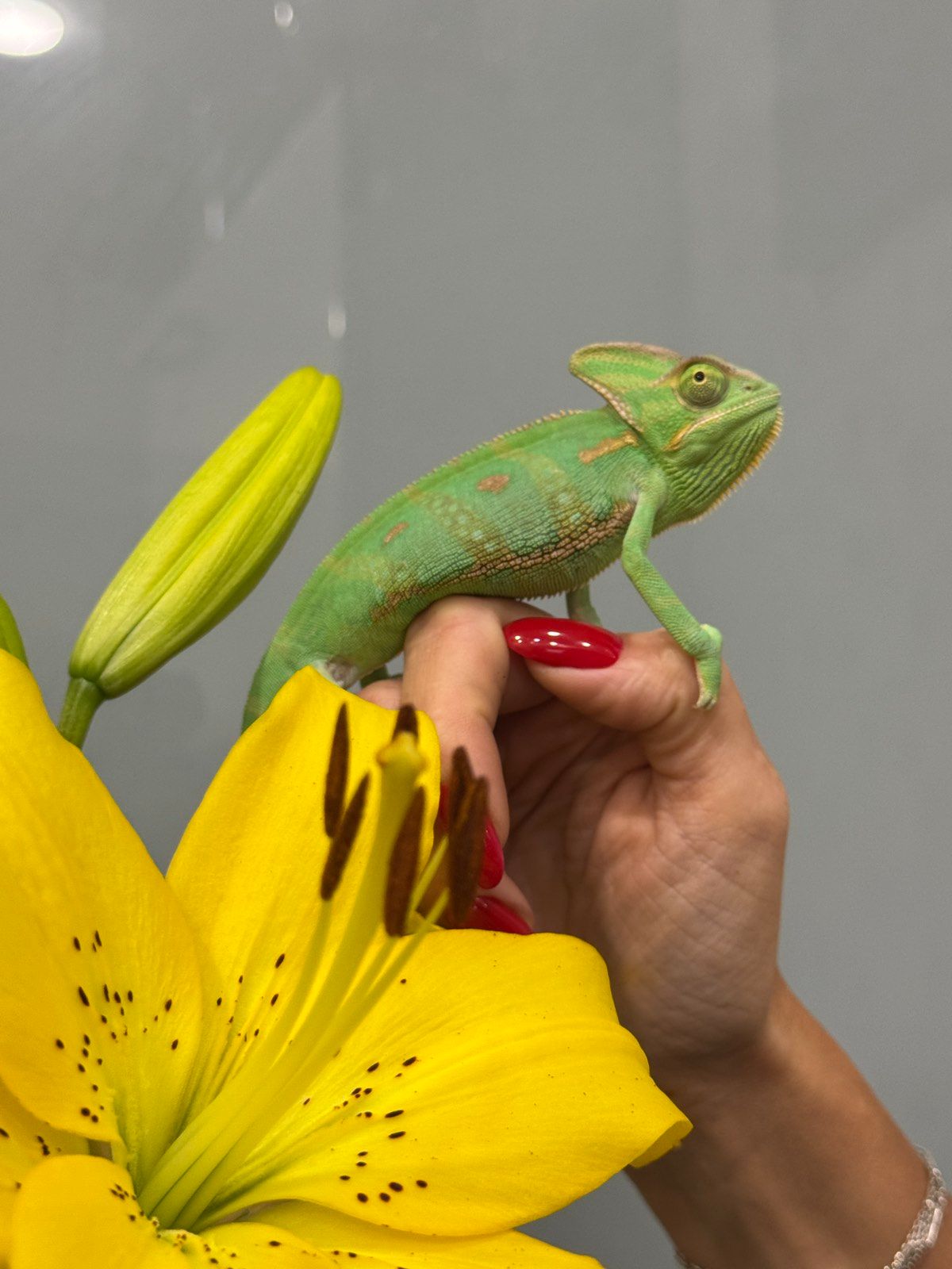 Унікальний єменський хамелеон