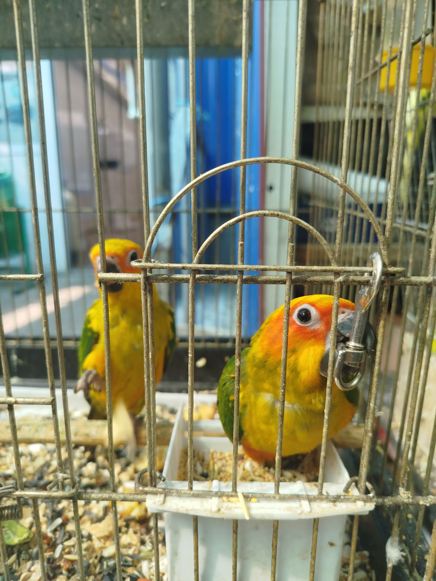 Продам пташенят сонячного аратинга