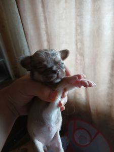 Щенки чихуахуа