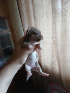 Щенки чихуахуа