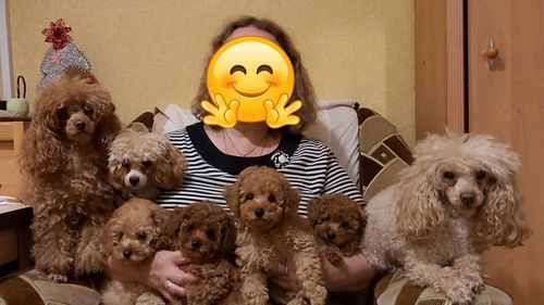Цуценята Той Пуделя