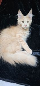 Айскрем мальчик мейн кун