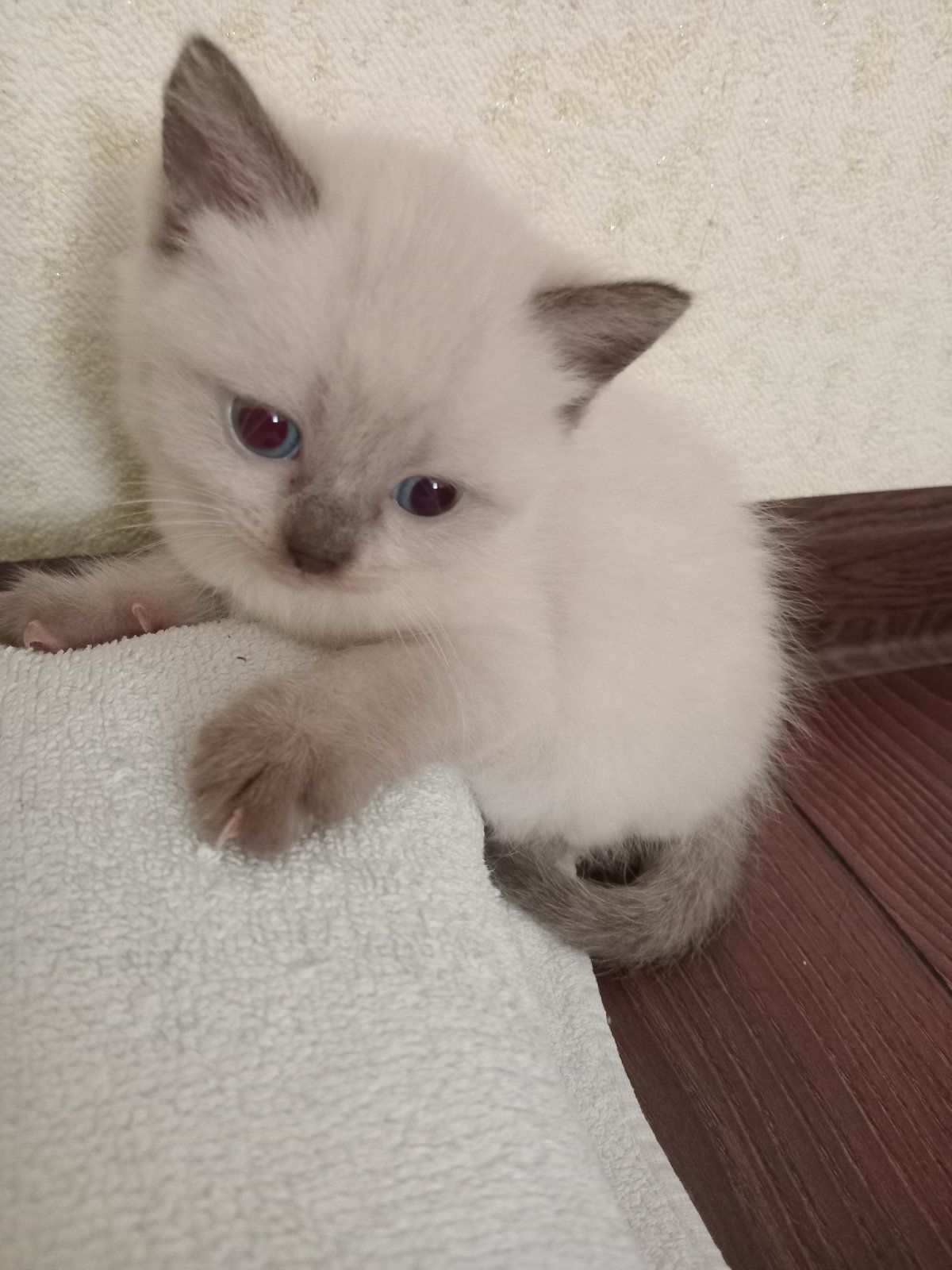 Продам кошенят породи тайська