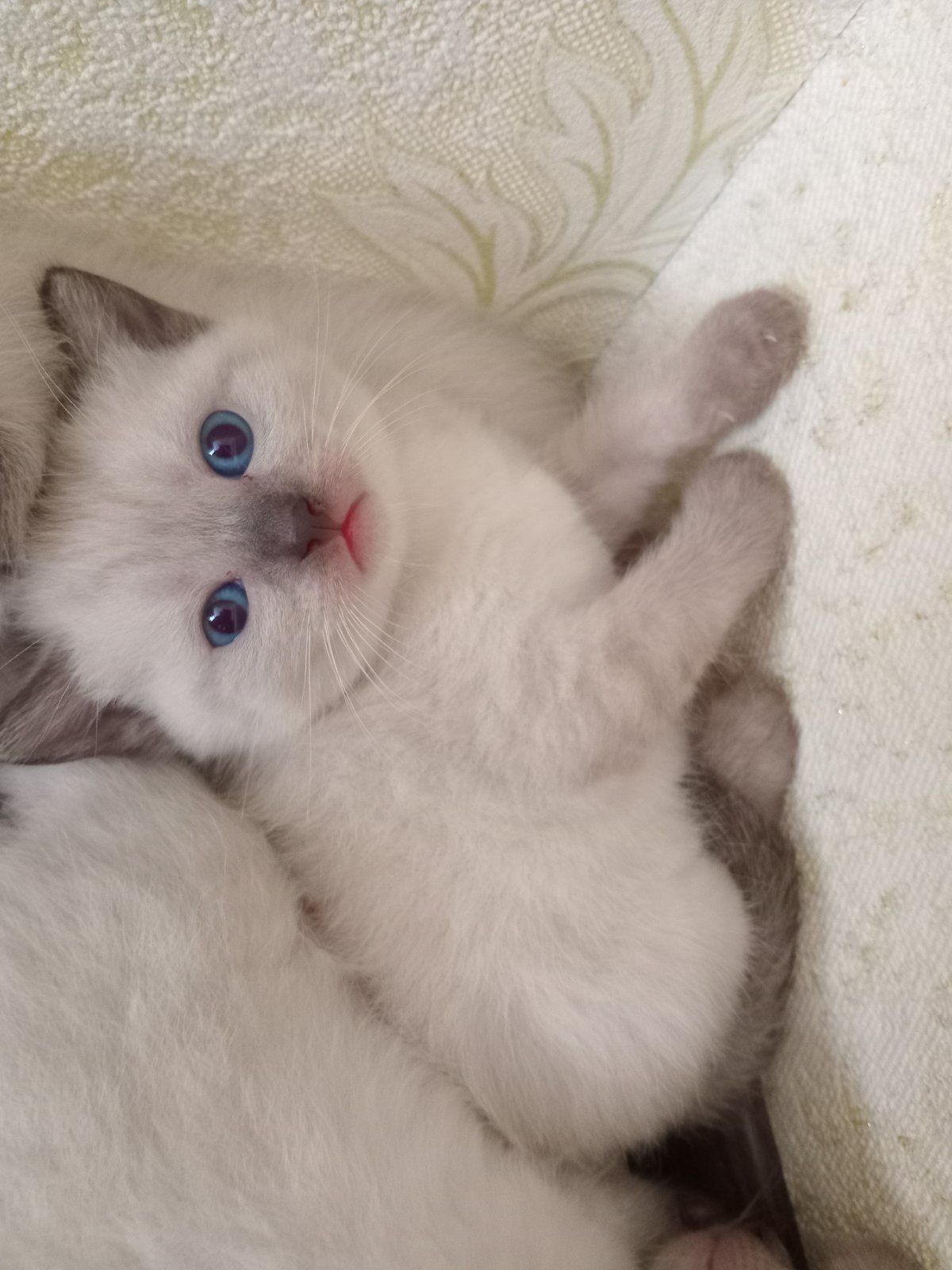 Продам кошенят породи тайська