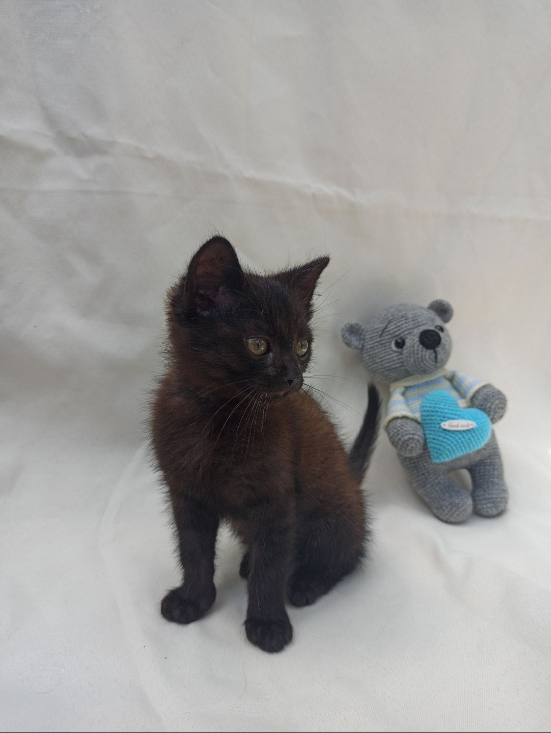 Кошеня 1.5 місяці